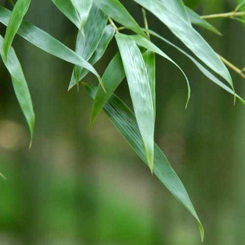 Bamboo stems
